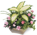 /images/ftd09white/C27-4047^1lg.jpg Garden of Grace Planter
